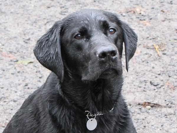 black labrador retriever.
