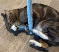 2 cats playing