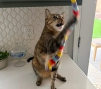 2 cats playing